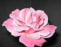 Picture Title - pink rose