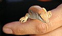 Picture Title - salamandra