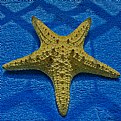 Picture Title - Sea Star 