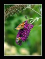 Picture Title - Butterfly & Bee