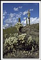 Picture Title - Cholla & Sagurao