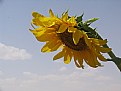 Picture Title - the Sunflower