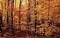 Picture Title - Golden Wood