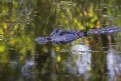 Picture Title - "Fall" Gator