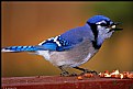 Picture Title - Hungry Bluejay