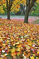 Picture Title - Fallen Leaves