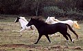 Picture Title - Running Horses