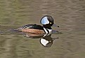 Picture Title - Reflections in the Pond