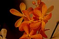 Picture Title - florals 3