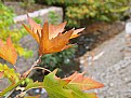 Picture Title - yellow  leaf