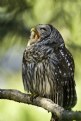 Picture Title - "Bored" Owl