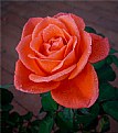 Picture Title - Reddish Rose