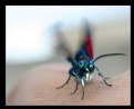 Picture Title - Insecto