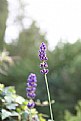 Picture Title - Lavender