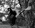 Picture Title - Flying Monkey
