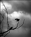 Picture Title - Crows