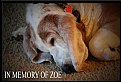 Picture Title - Zoe Remembered