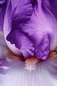 Picture Title - Purple Iris Detail