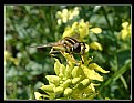 Picture Title - Bee