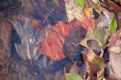 Picture Title - Leaves Under Water