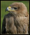 Picture Title - Bird of Prey