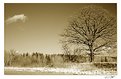 Picture Title - Lonely tree