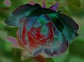 Picture Title - rainbow rose