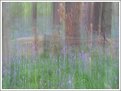 Picture Title - Bluebells in the style of Monet..