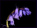 Picture Title - Bluebells