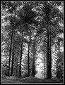 Picture Title - black forest