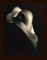 Picture Title - calla