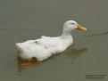 Picture Title - Goose/Duck