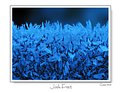 Picture Title - Jack Frost
