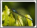 Picture Title - Blue Dragonfly