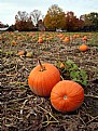 Picture Title - Pumpkins