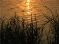 Picture Title - Marshes in Sultanpur Sanctuary 