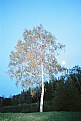 Picture Title - Moonlit tree