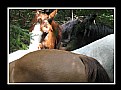 Picture Title - Juxtaposed Horses in Forest