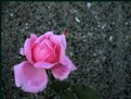 Picture Title - Concrete Rose