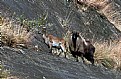 Picture Title - Himalyan Tahr