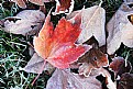 Picture Title - early morning frost