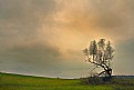 Picture Title - Lone Tree