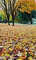Picture Title - Carpet of Leaves