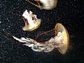 Picture Title - Jellyfish