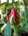 Picture Title - Rosebud