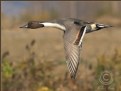 Picture Title - pintail in flight