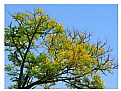 Picture Title - Tree and Flowers