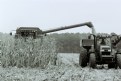 Picture Title - "Harvesting Feed Corn On Delmarva"