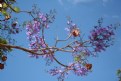 Picture Title - Jacarandá...