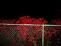 Picture Title - nightfence
